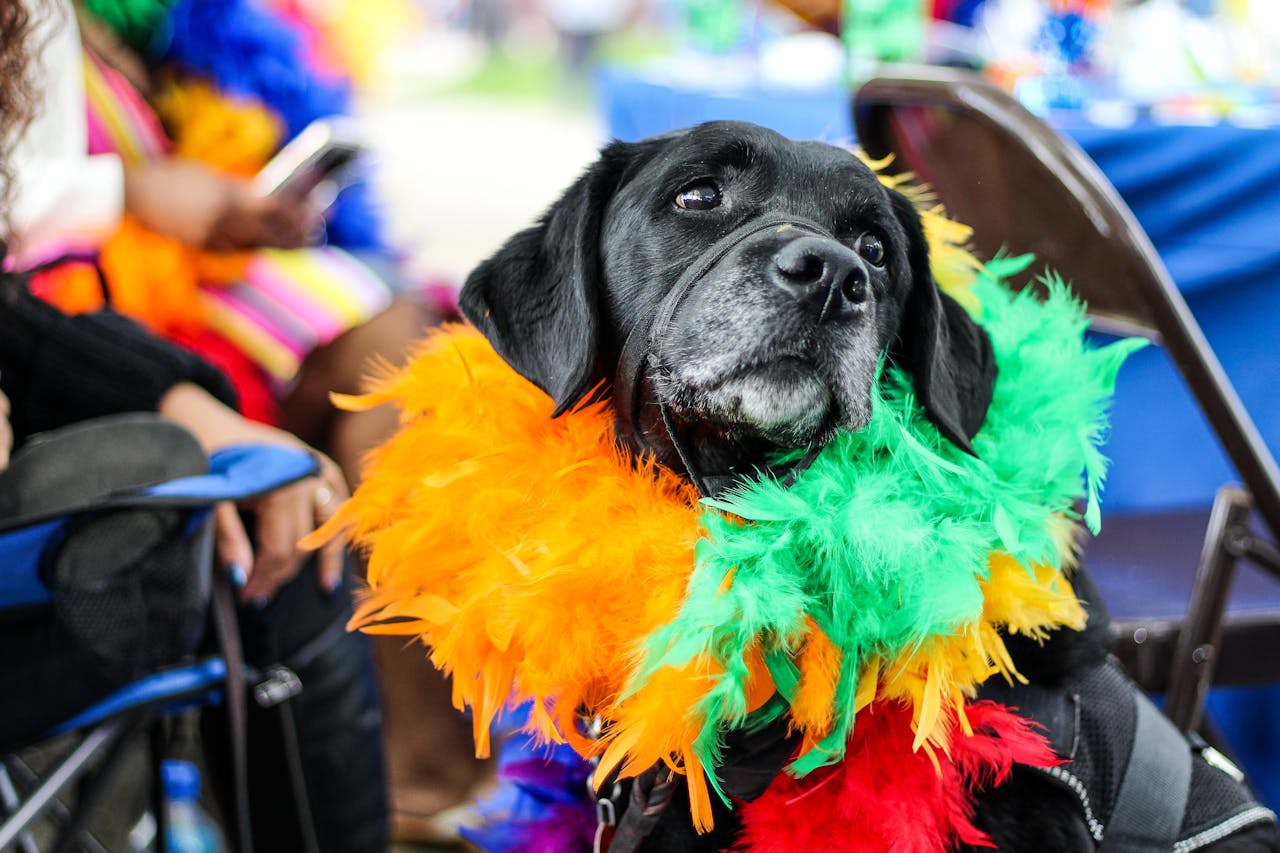 Black dog wearing fur decor, looking majestic and fabulous